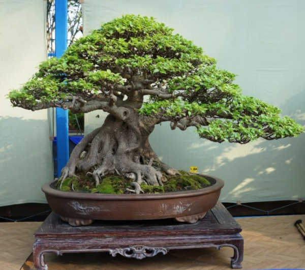 Taman Bonsai Elegan